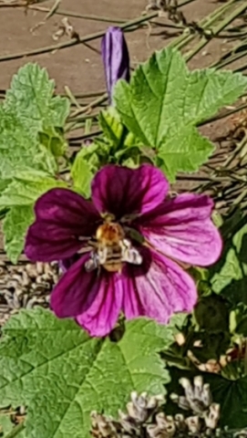 Bienenweide in der Villa Belveder