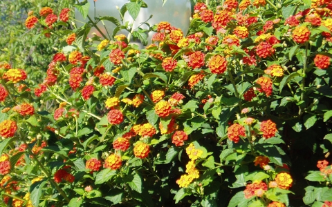 Lantana